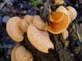 Phyllotopsis nidulans - Orangeseitling - Hdingen