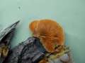 Orangeseitling