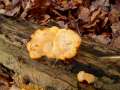 Orangeseitling