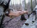 Piptoporus&nbsp;betulinus&nbsp;-&nbsp;Birken Porling&nbsp;-&nbsp;H�dingen