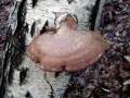 Piptoporus&nbsp;betulinus&nbsp;-&nbsp;Birken Porling&nbsp;-&nbsp;H�dingen