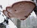 Piptoporus&nbsp;betulinus&nbsp;-&nbsp;Birken Porling&nbsp;-&nbsp;H�dingen