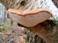 Piptoporus&nbsp;betulinus&nbsp;-&nbsp;Birkenporling&nbsp;-&nbsp;H�dingen