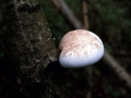 Piptoporus betulinus - Birken - Porling - Weferlingen