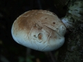 Piptoporus betulinus - Birken - Porling - Weferlingen