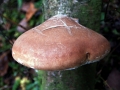 Piptoporus&nbsp;betulinus&nbsp;-&nbsp;Birken Porling&nbsp;-&nbsp;Weferlingen
