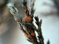 Pithya cupressina - Orangegelber Wacholderbecherling - Weferlingen
