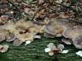 Pleurotus&nbsp;ostreatus&nbsp;-&nbsp;Austernseitling&nbsp;-&nbsp;Bischofswald