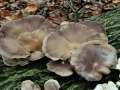 Pleurotus&nbsp;ostreatus&nbsp;-&nbsp;Austernseitling&nbsp;-&nbsp;Bischofswald