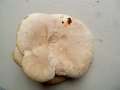 Pleurotus dryinus - Berindeter Seitling - Flechtingen