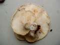 Pleurotus dryinus - Berindeter Seitling - Flechtingen