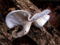 Pleurotus&nbsp;dryinus&nbsp;-&nbsp;Berindeter Seitling&nbsp;-&nbsp;Weferlingen