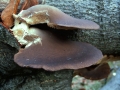 Pleurotus&nbsp;ostreatus&nbsp;-&nbsp;Austern Seitling&nbsp;-&nbsp;Weferlingen