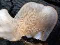 Pleurotus pulmonarius - Lffelfrmiger Seitling;Lungen Seitling - Weferlingen