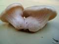 Pleurotus ostreatus - Austern-Seitling - Weferlingen