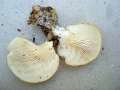 Pleurotus pulmonarius - Lffelfrmiger Seitling - Weferlingen