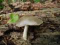 Pluteus salicinus - Grauer Dachpilz - Hdingen