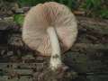 Pluteus salicinus - Grauer Dachpilz - Hdingen