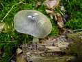 Pluteus salicinus - Grauer Dachpilz - Hdingen