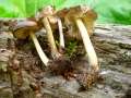 Pluteus phlebophorus - Netzaderiger Zwerg-Dachpilz - Hrsingen