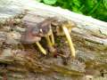 Pluteus phlebophorus - Netzaderiger Zwerg-Dachpilz - Hrsingen