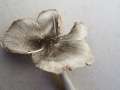 Pluteus&nbsp;salicinus&nbsp;-&nbsp;Grauer Dachpilz&nbsp;-&nbsp;H�rsingen