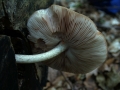 Pluteus cervinus - Rehbrauner Dachpilz - Weferlingen