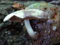 Pluteus salicinus - Grauer Dachpilz - Weferlingen
