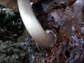 Pluteus salicinus - Grauer Dachpilz - Weferlingen