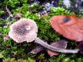 Pluteus&nbsp;thomsonii&nbsp;-&nbsp;Graustieliger Adern - Dachpilz&nbsp;-&nbsp;Weferlingen
