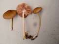 Pluteus&nbsp;phlebophorus&nbsp;-&nbsp;Netzaderiger Zwerg-Dachpilz&nbsp;-&nbsp;Weferlingen