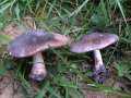 Pluteus ephebeus - Flaumiger Dachpilz;Graufilziger Dachpilz - Zichtau