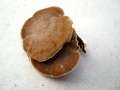 Polyporus arcularius - Weitlcheriger Porling - Breitenfeld