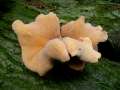 Polyporus leptocephalus - Lwengelber Stielporling - Eschenrode
