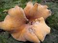 Polyporus leptocephalus - Lwengelber Stielporling - Eschenrode