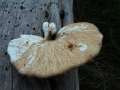 Polyporus squamosus - Schuppiger Porling - Etingen