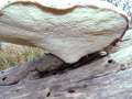 Polyporus squamosus - Schuppiger Porling - Etingen