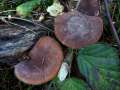 Polyporus&nbsp;brumalis&nbsp;-&nbsp;Winterstiel Porling&nbsp;-&nbsp;H�dingen