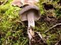 Polyporus ciliatus - Mai Porling - Hdingen