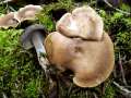 Polyporus&nbsp;ciliatus&nbsp;-&nbsp;Mai Porling&nbsp;-&nbsp;H�dingen