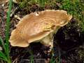 Polyporus tuberaster - Sklerotien Porling - Hdingen