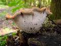 Polyporus leptocephalus - Lwengelber Stielporling - Hdingen