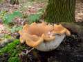 Polyporus leptocephalus - Lwengelber Stielporling - Hdingen