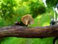 Polyporus leptocephalus - Lwengelber Porling - Hdingen