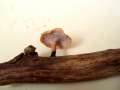 Polyporus leptocephalus - Lwengelber Porling - Hdingen