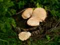 Polyporus squamosus - Schuppiger Porling - Hdingen