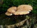 Polyporus squamosus - Schuppiger Porling - Hdingen