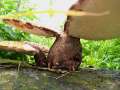 Polyporus squamosus - Schuppiger Porling - Hdingen