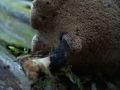 Polyporus leptocephalus - Lwengelber Stielporling - Seggerde