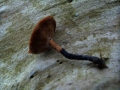 Polyporus leptocephalus - Lwengelber Stielporling - Seggerde